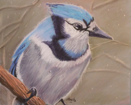 Blauwe gaai, 2026, pastelpotlood, 26x21cm